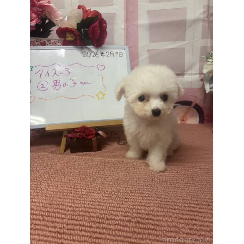 販売中の京都府のビションフリーゼ-446643の4枚目