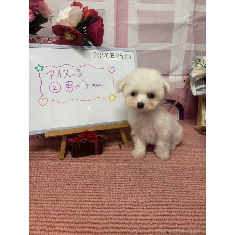 販売中の京都府のビションフリーゼ-446643の2枚目