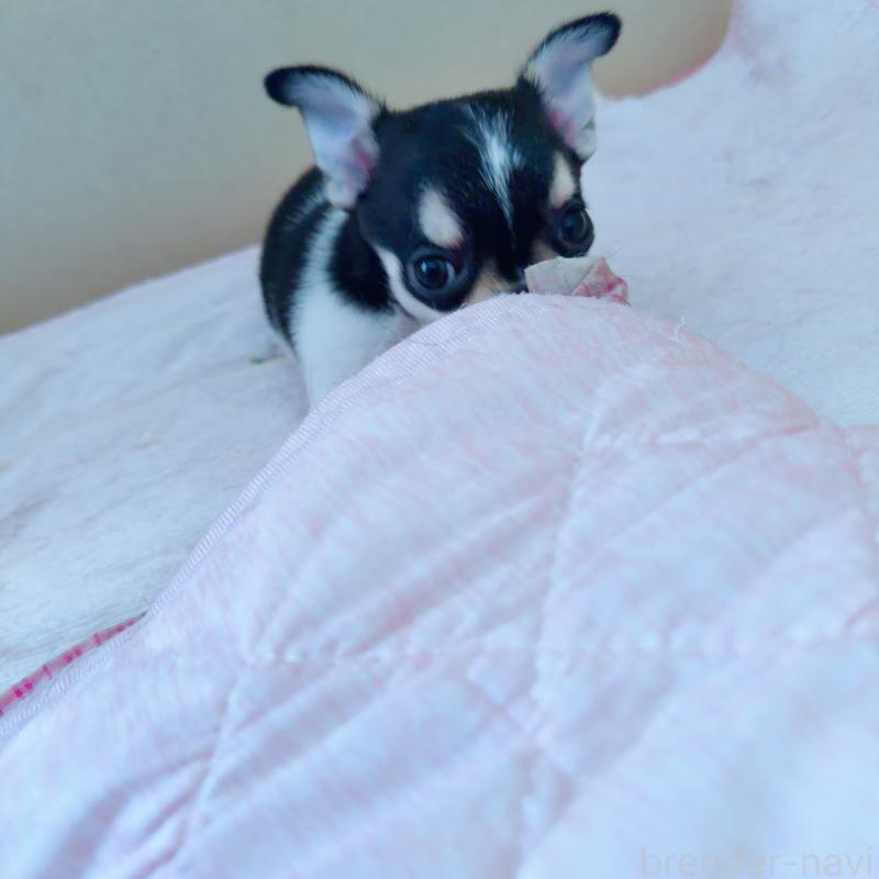 販売中の香川県のチワワ(スムースコート)-437432の2枚目