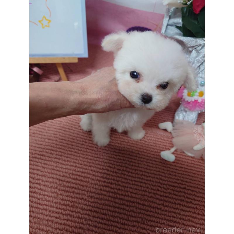 販売中の京都府のビションフリーゼ-446644の5枚目