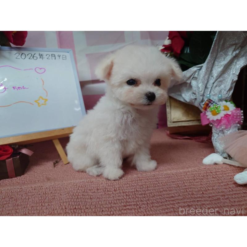 販売中の京都府のビションフリーゼ-446644