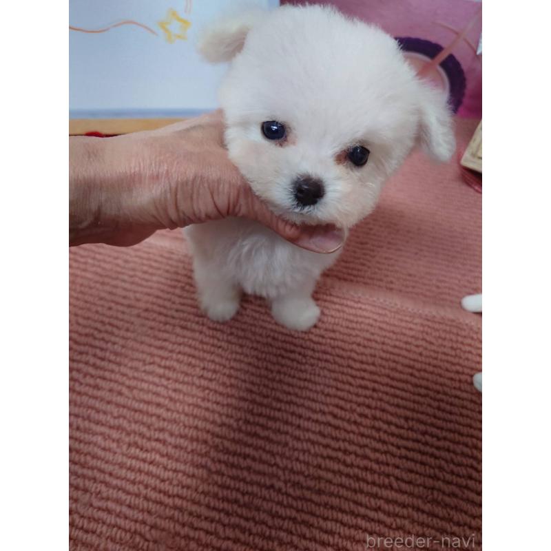 販売中の京都府のビションフリーゼ-446644の4枚目