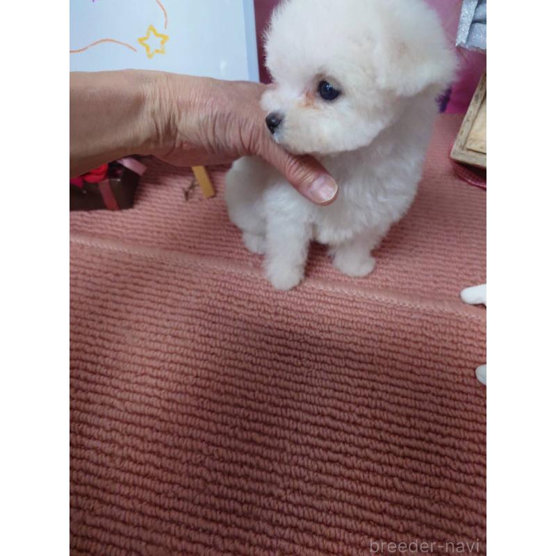 販売中の京都府のビションフリーゼ-446644の3枚目