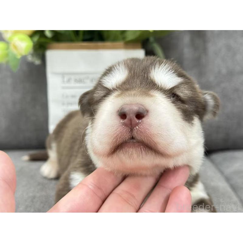 商談中の茨城県のアラスカンマラミュート-446267の4枚目