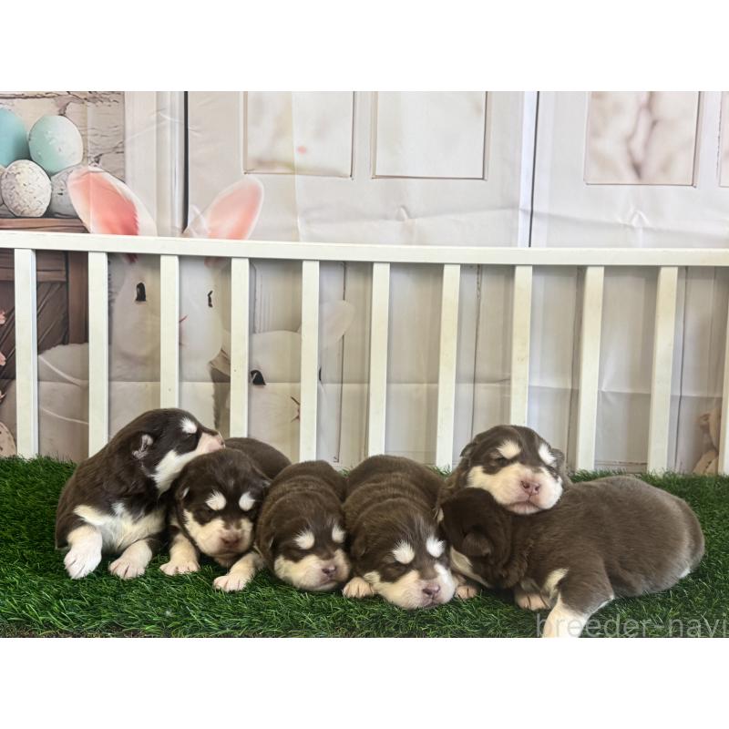 商談中の茨城県のアラスカンマラミュート-446267の2枚目