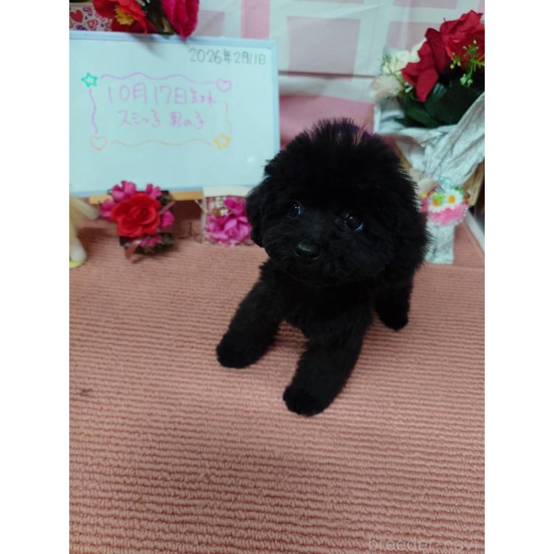 販売中の京都府のタイニープードル-446646の6枚目