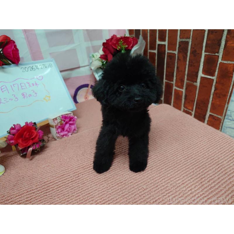 販売中の京都府のタイニープードル-446646の5枚目