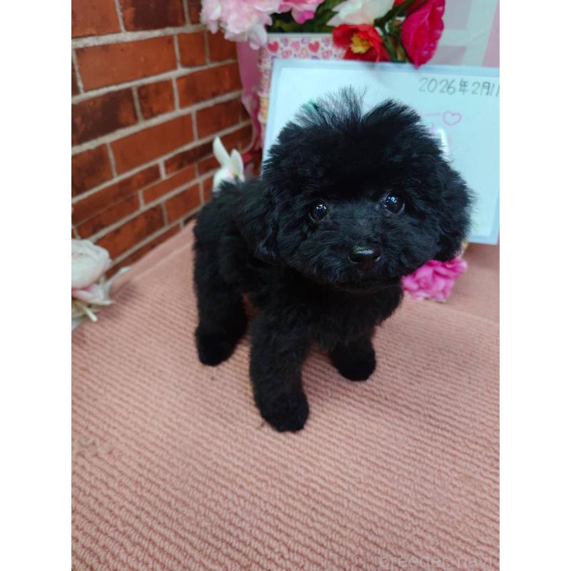 販売中の京都府のタイニープードル-446646