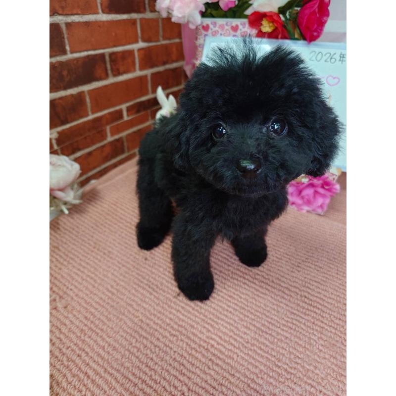 販売中の京都府のタイニープードル-446646の3枚目