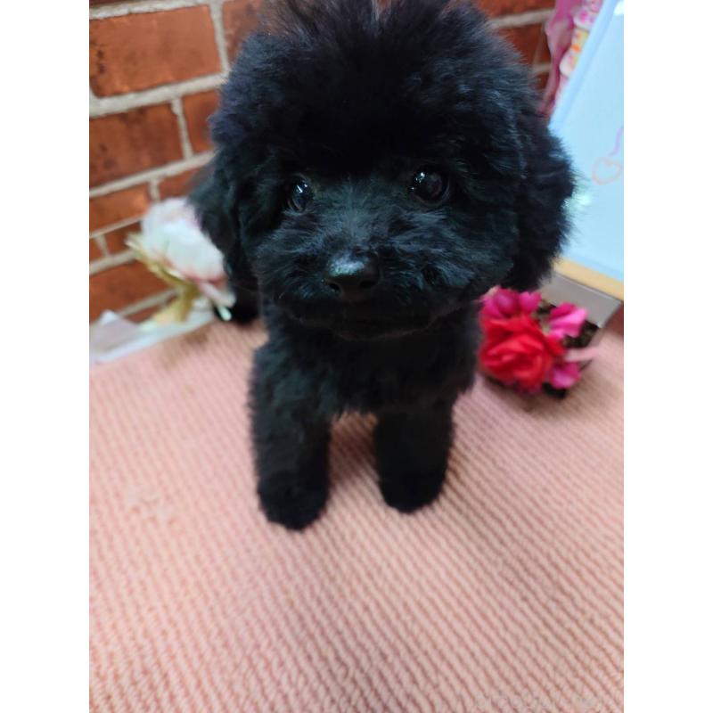 販売中の京都府のタイニープードル-446646の2枚目