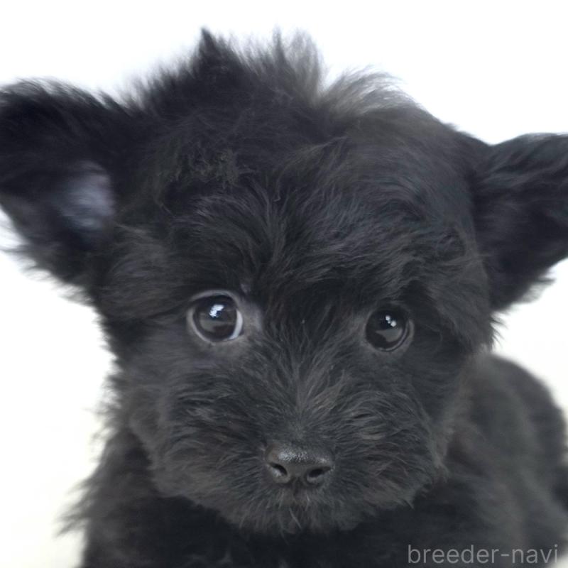 販売中の茨城県のチワプー:チワワ×トイプードル-444100