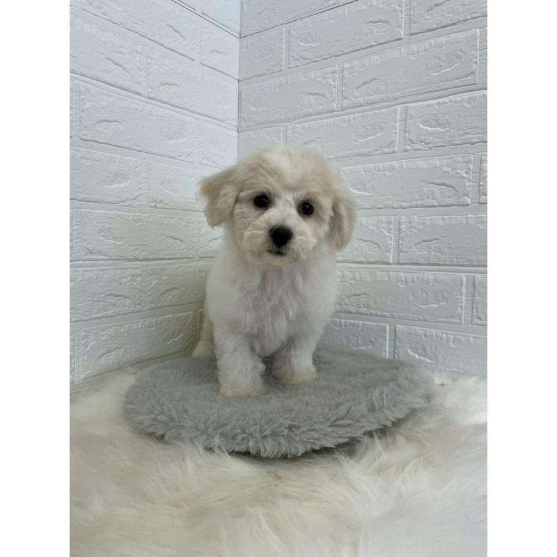 商談中の岡山県のビションフリーゼ-441038の11枚目