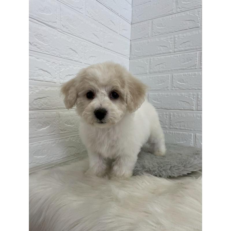 商談中の岡山県のビションフリーゼ-441038の10枚目