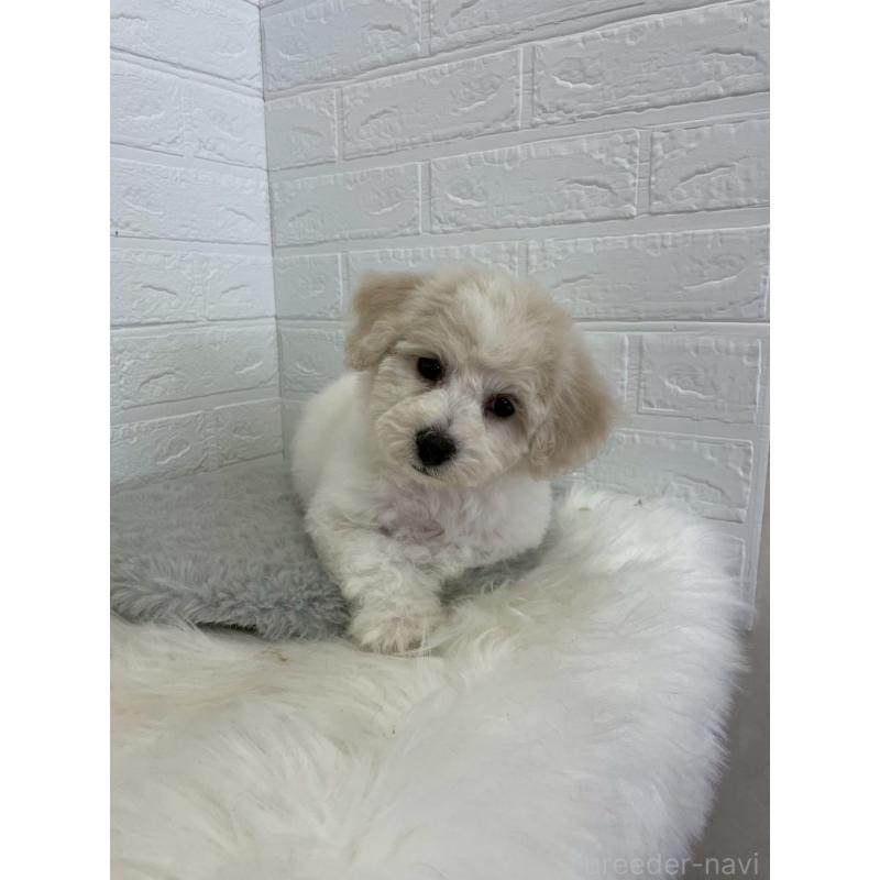 商談中の岡山県のビションフリーゼ-441038の9枚目