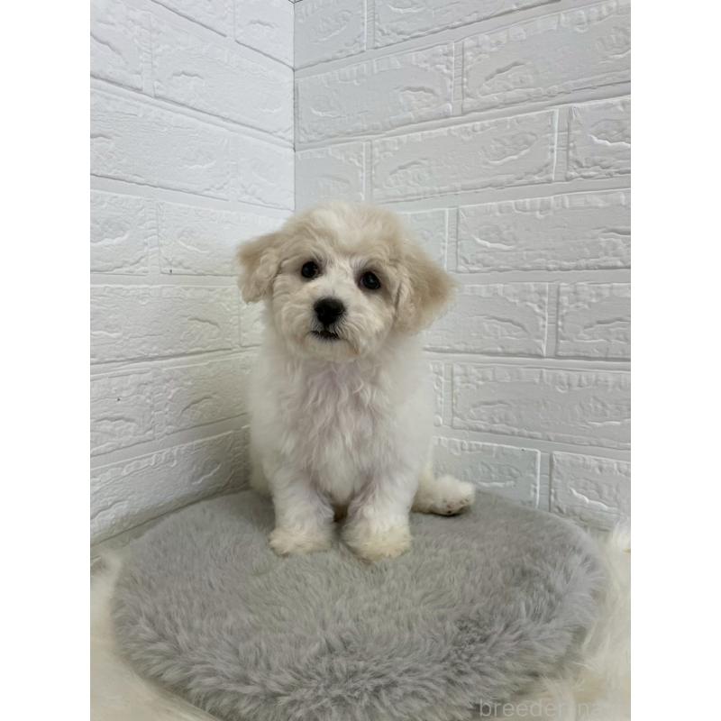 商談中の岡山県のビションフリーゼ-441038の8枚目