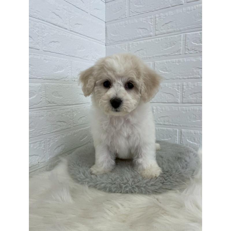 商談中の岡山県のビションフリーゼ-441038の7枚目