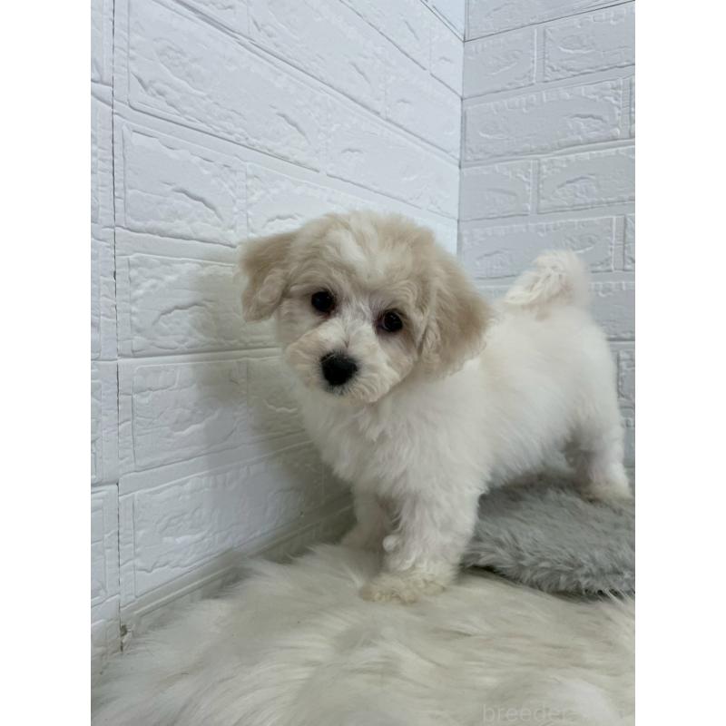 商談中の岡山県のビションフリーゼ-441038の6枚目