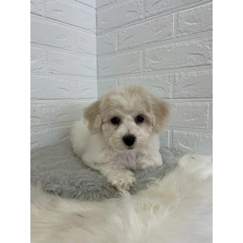 商談中の岡山県のビションフリーゼ-441038の4枚目