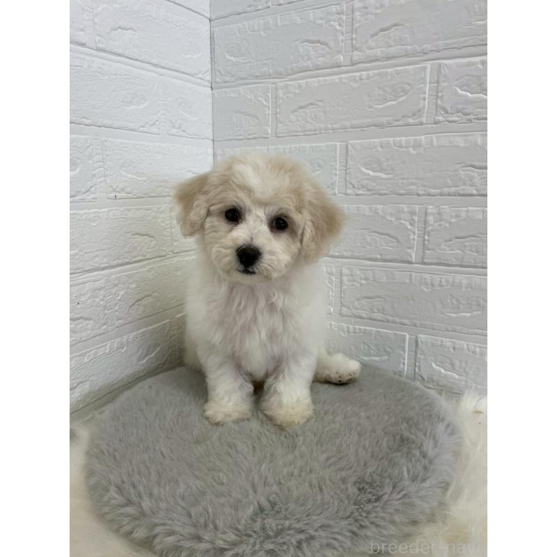 商談中の岡山県のビションフリーゼ-441038の3枚目