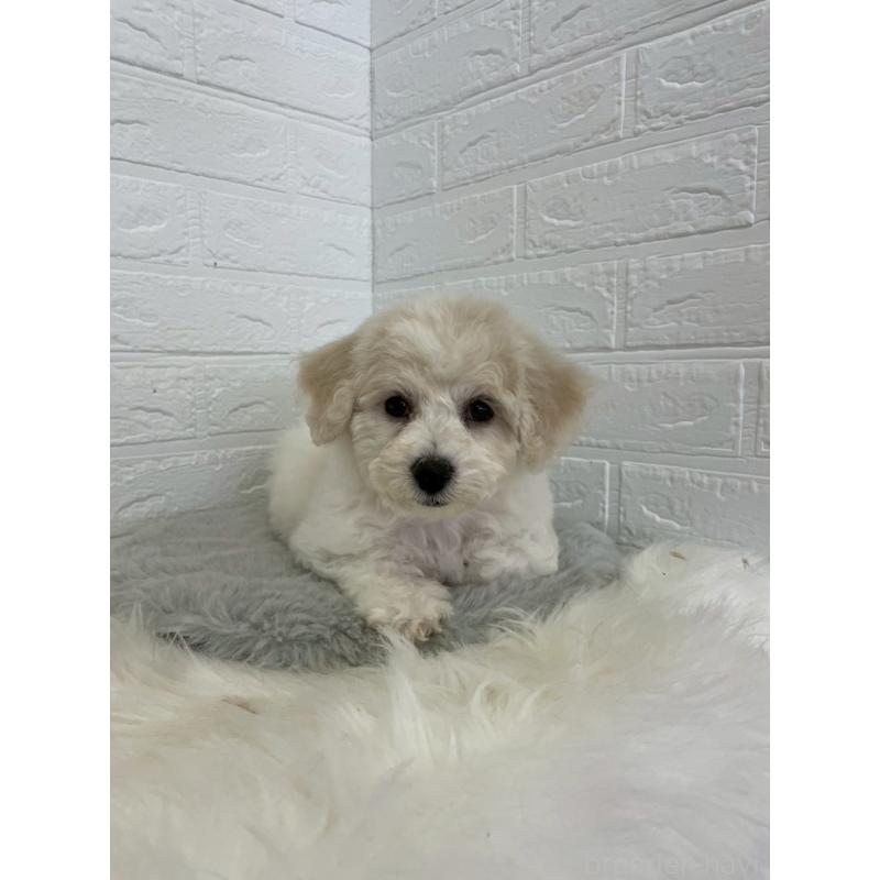 商談中の岡山県のビションフリーゼ-441038の2枚目