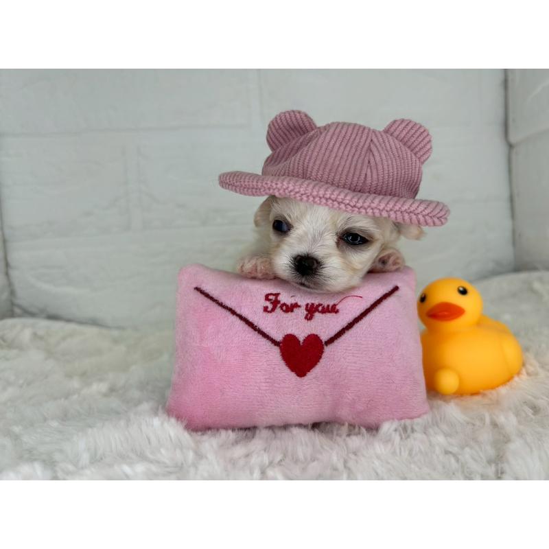 販売中の茨城県のチワマル:チワワ×マルチーズ-446650の19枚目