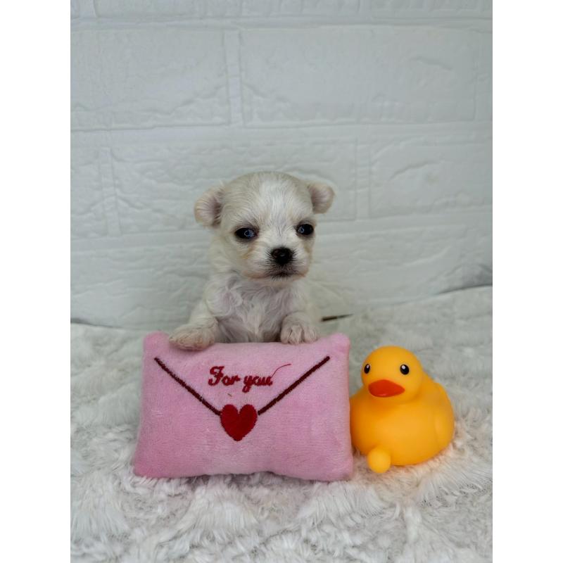 販売中の茨城県のチワマル:チワワ×マルチーズ-446650の18枚目