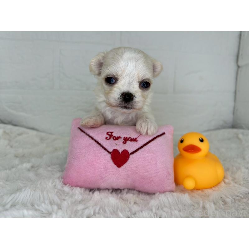 販売中の茨城県のチワマル:チワワ×マルチーズ-446650の14枚目