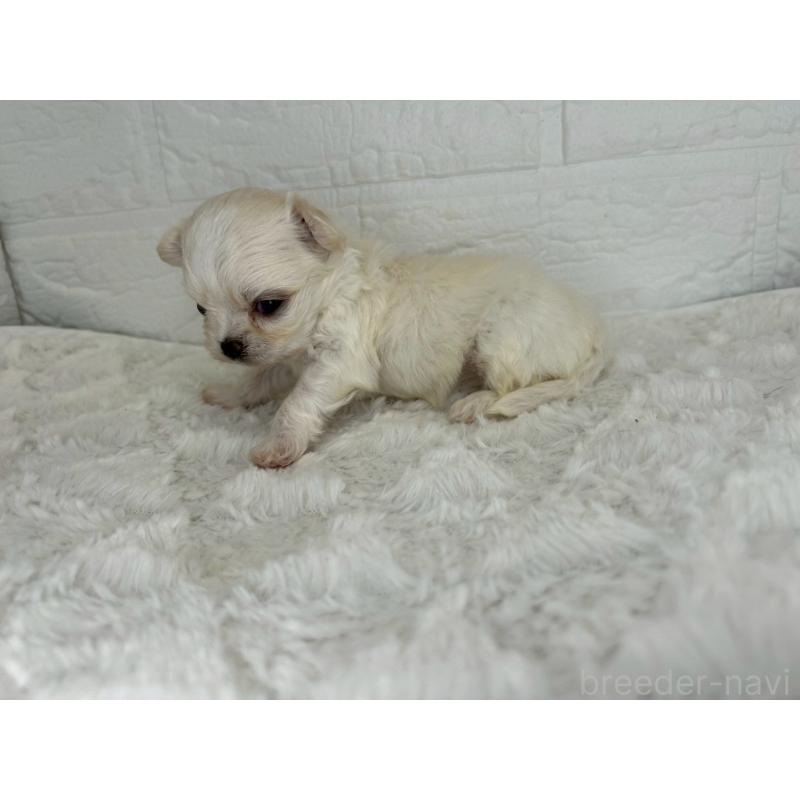 販売中の茨城県のチワマル:チワワ×マルチーズ-446650の11枚目