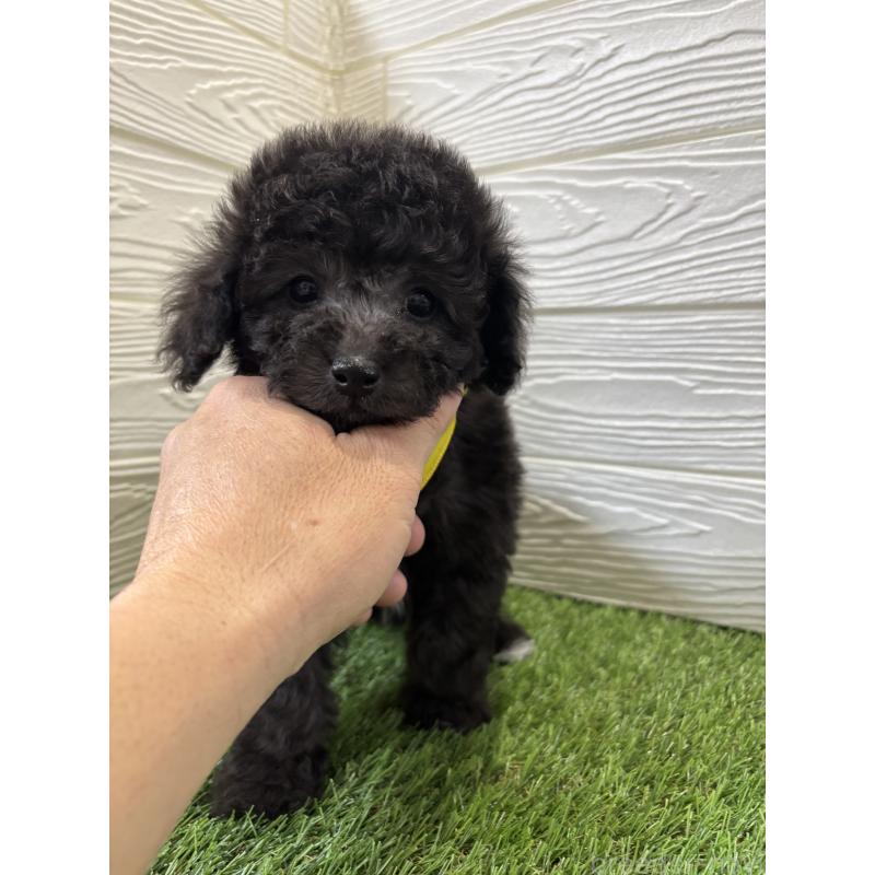 販売中の埼玉県のビションプー:ビションフリーゼ×トイプードル-446652の3枚目