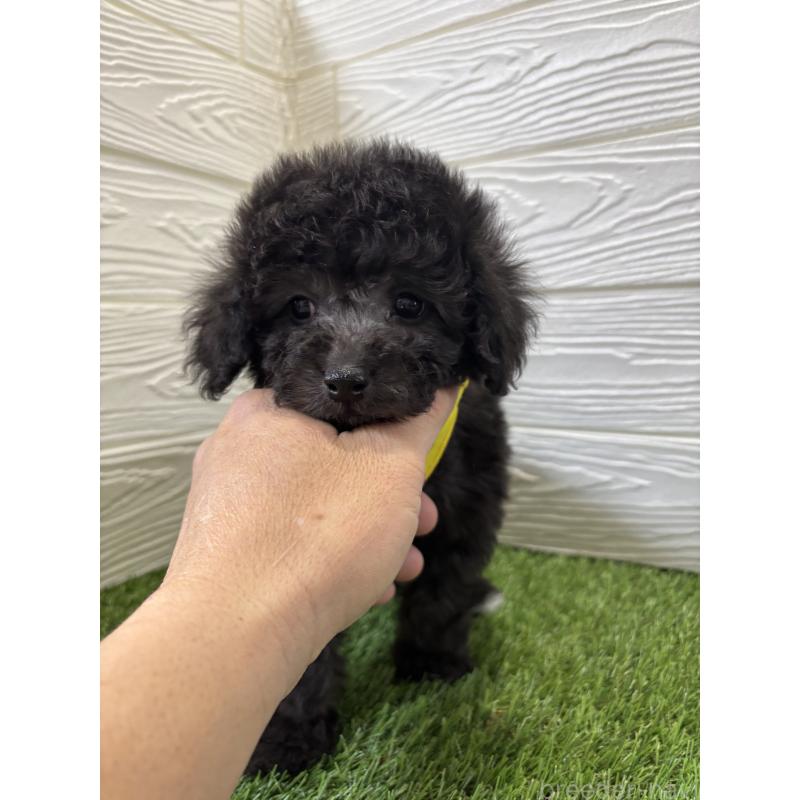 販売中の埼玉県のビションプー:ビションフリーゼ×トイプードル-446652の2枚目