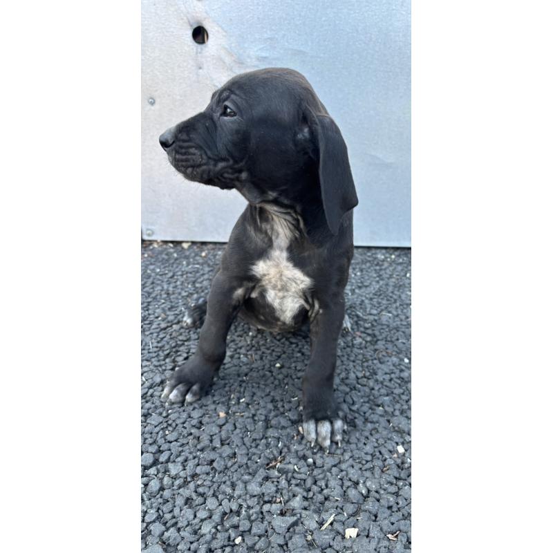 販売中の千葉県の土佐犬-446982の4枚目