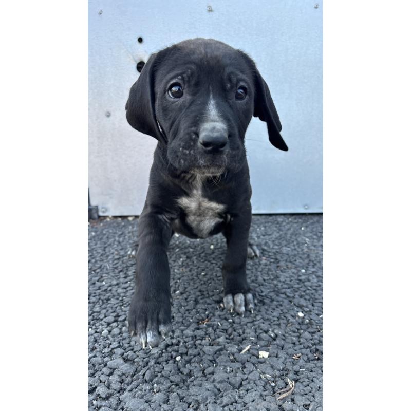 販売中の千葉県の土佐犬-446982の3枚目