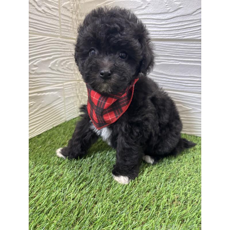 販売中の埼玉県のビションプー:ビションフリーゼ×トイプードル-446654の1枚目