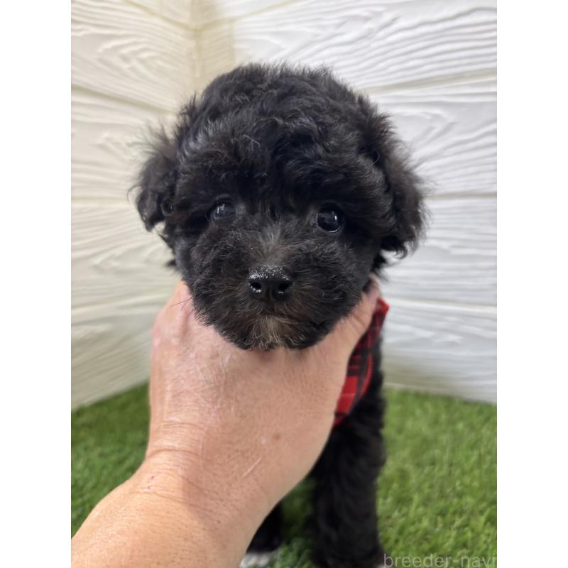 販売中の埼玉県のビションプー:ビションフリーゼ×トイプードル-446654の5枚目