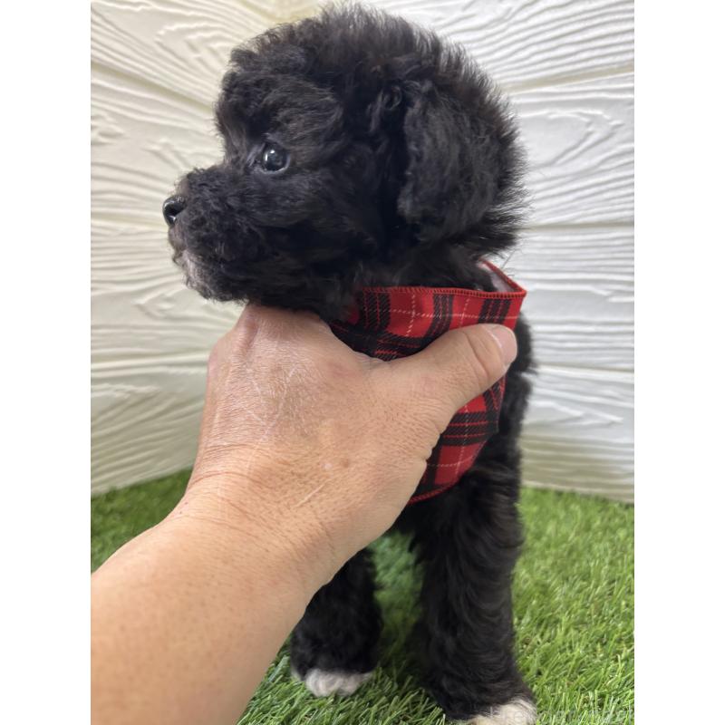 販売中の埼玉県のビションプー:ビションフリーゼ×トイプードル-446654の4枚目