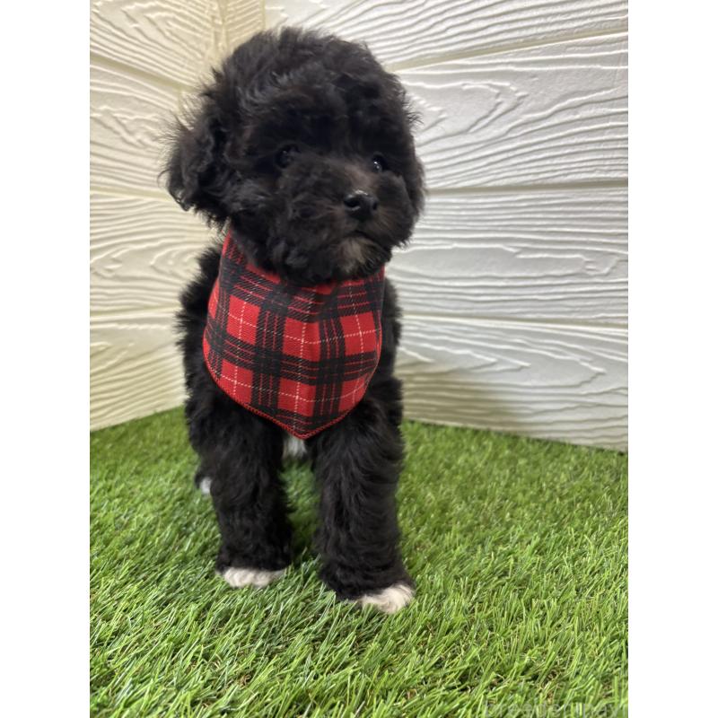 販売中の埼玉県のビションプー:ビションフリーゼ×トイプードル-446654の3枚目