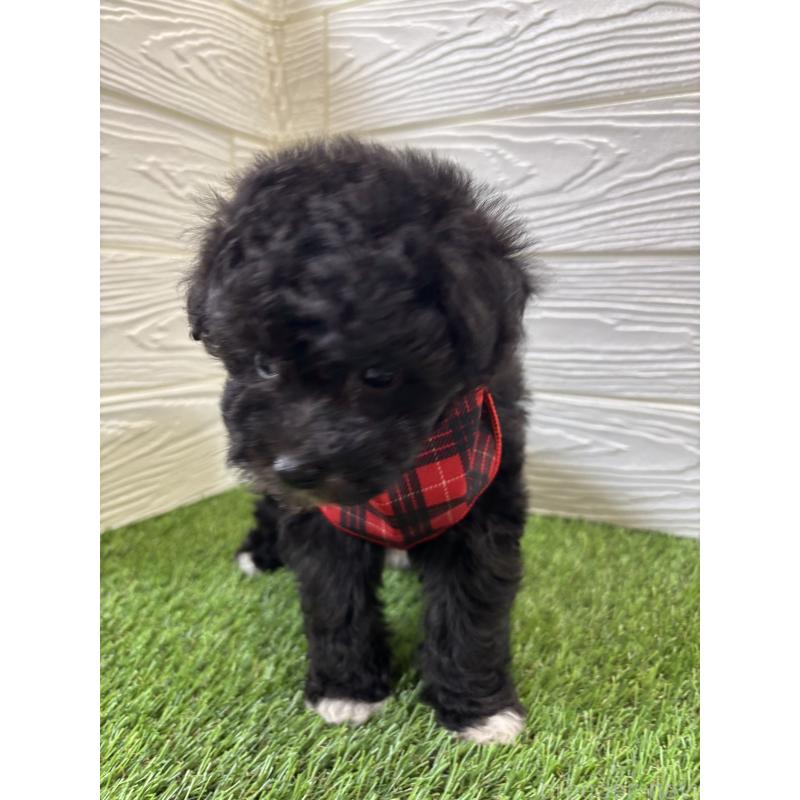 販売中の埼玉県のビションプー:ビションフリーゼ×トイプードル-446654の2枚目