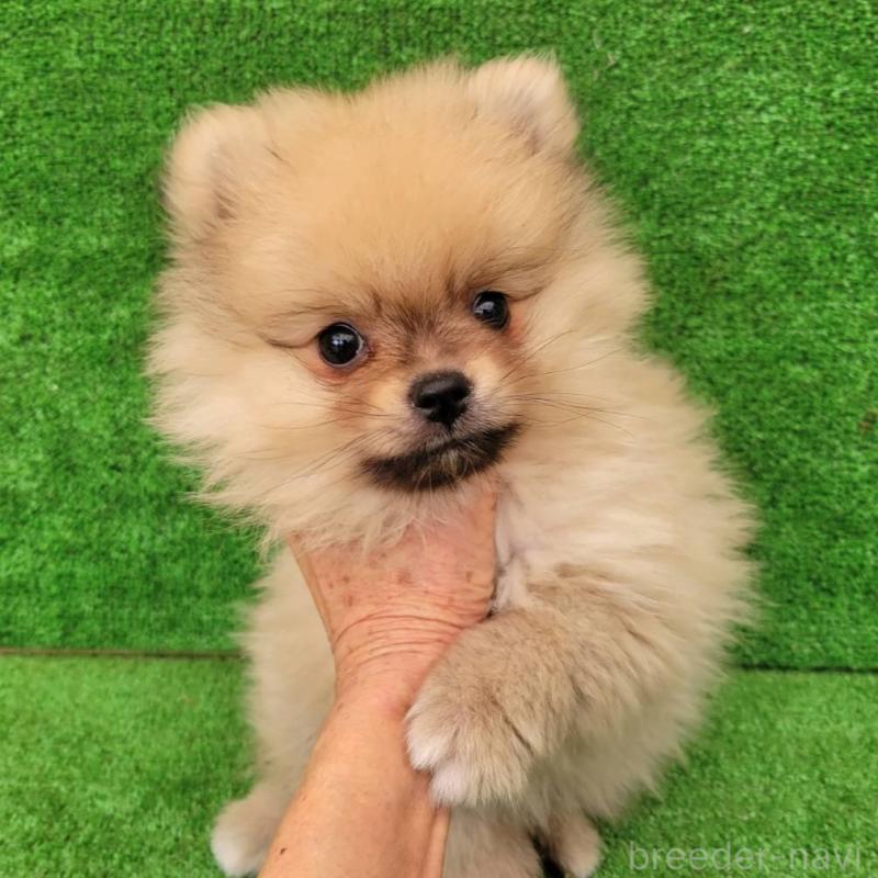 販売中の福岡県のポメラニアン-446653の1枚目
