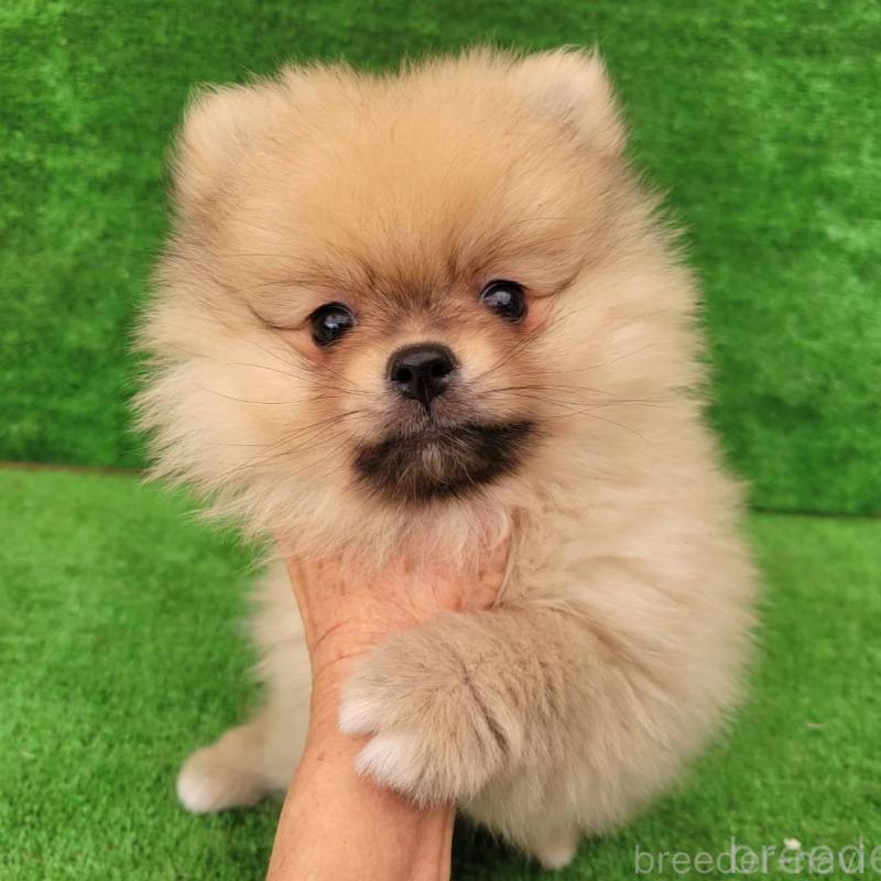 販売中の福岡県のポメラニアン-446653の2枚目