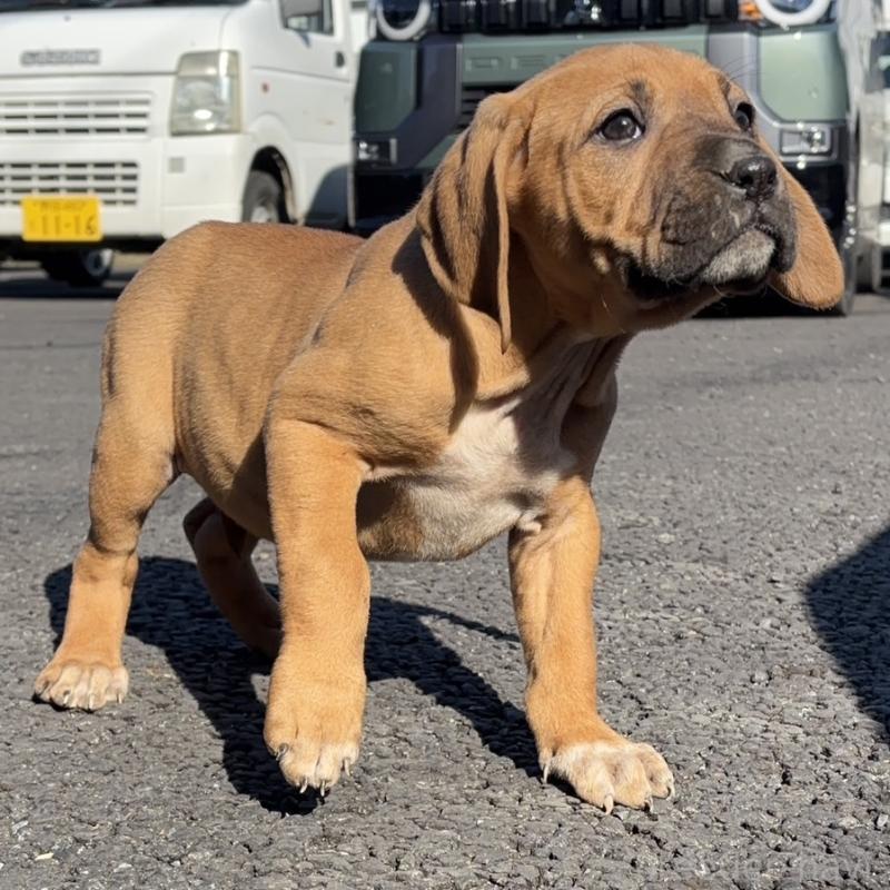 販売中の千葉県の土佐犬-446890の3枚目