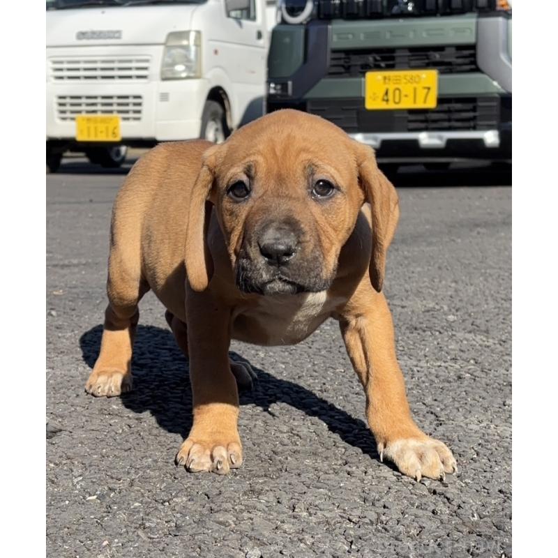 販売中の千葉県の土佐犬-446890の2枚目