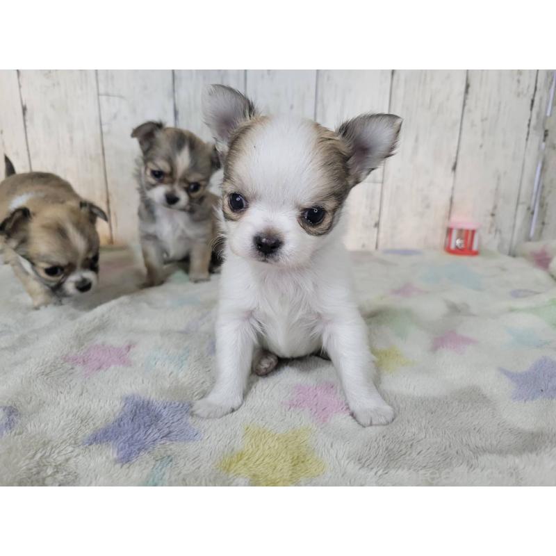 販売中の三重県のミックス犬-446656の5枚目