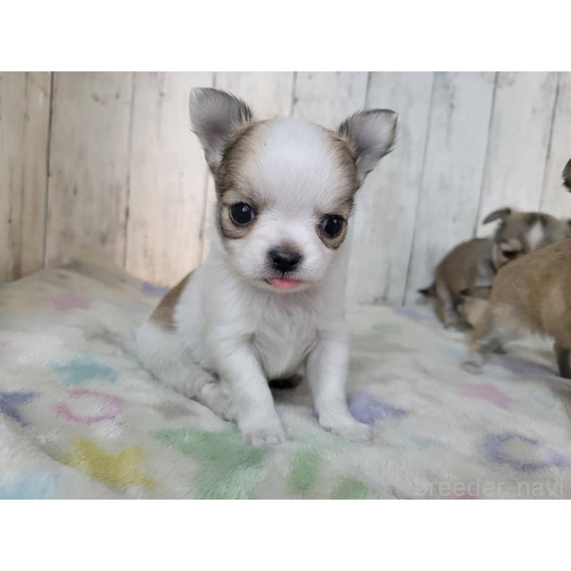 販売中の三重県のミックス犬-446656の4枚目