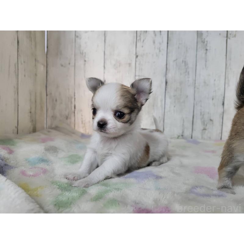 販売中の三重県のミックス犬-446656の3枚目