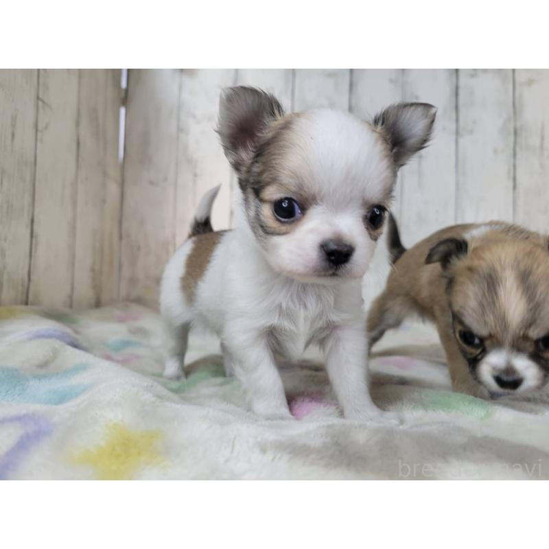 販売中の三重県のミックス犬-446656の2枚目