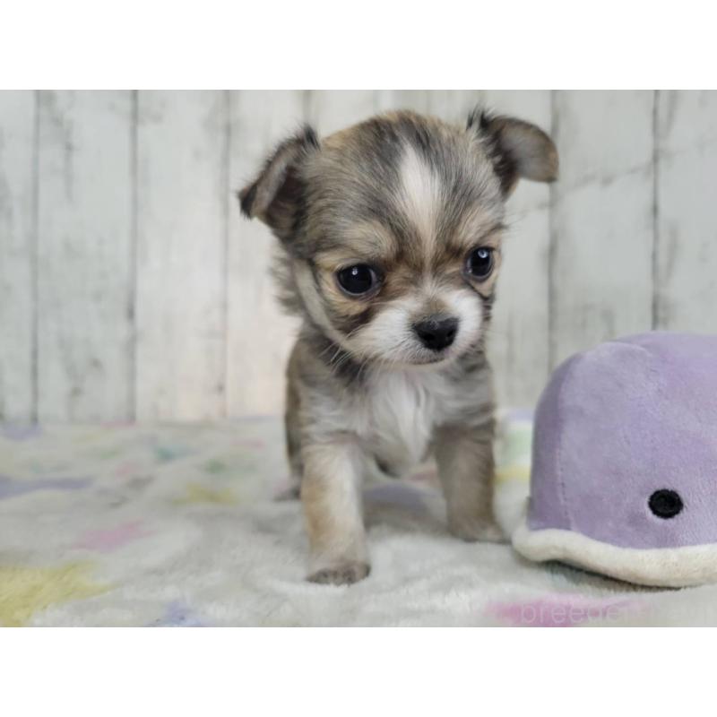 販売中の三重県のミックス犬-446657の5枚目