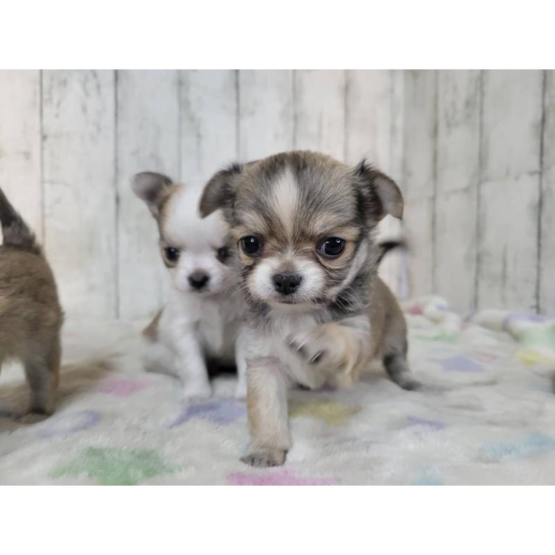 販売中の三重県のミックス犬-446657の4枚目