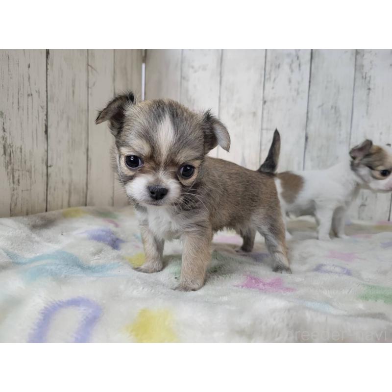 販売中の三重県のミックス犬-446657の3枚目