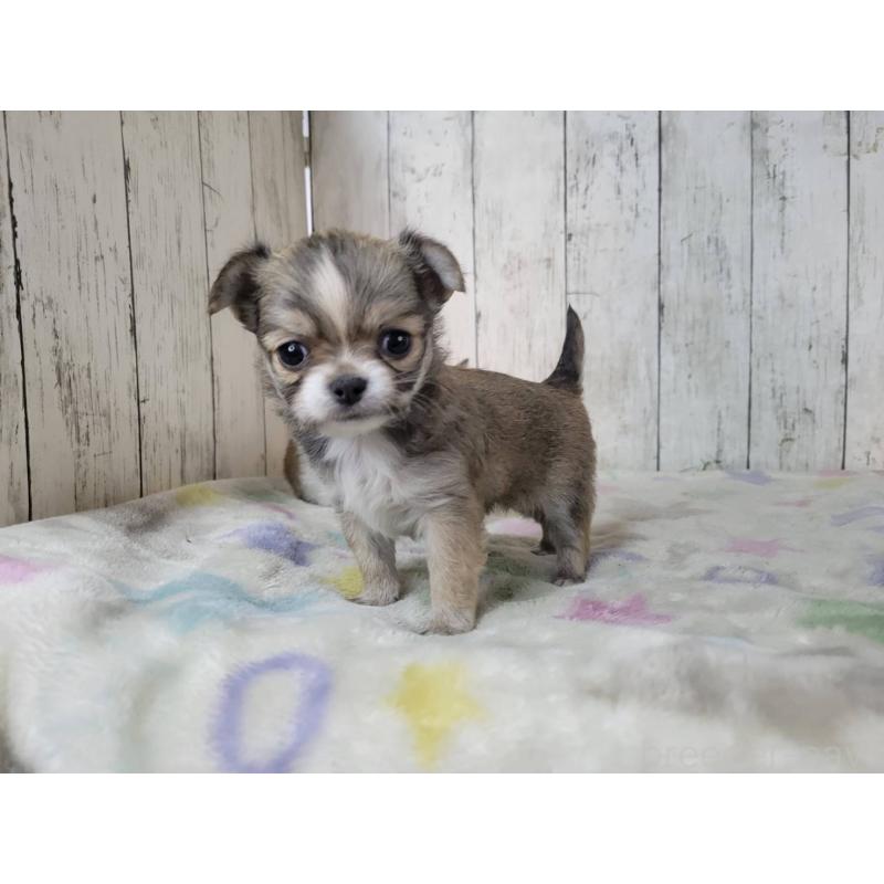 販売中の三重県のミックス犬-446657の2枚目