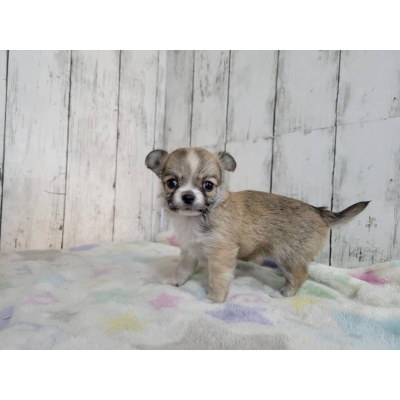 販売中の三重県のミックス犬-446658の5枚目